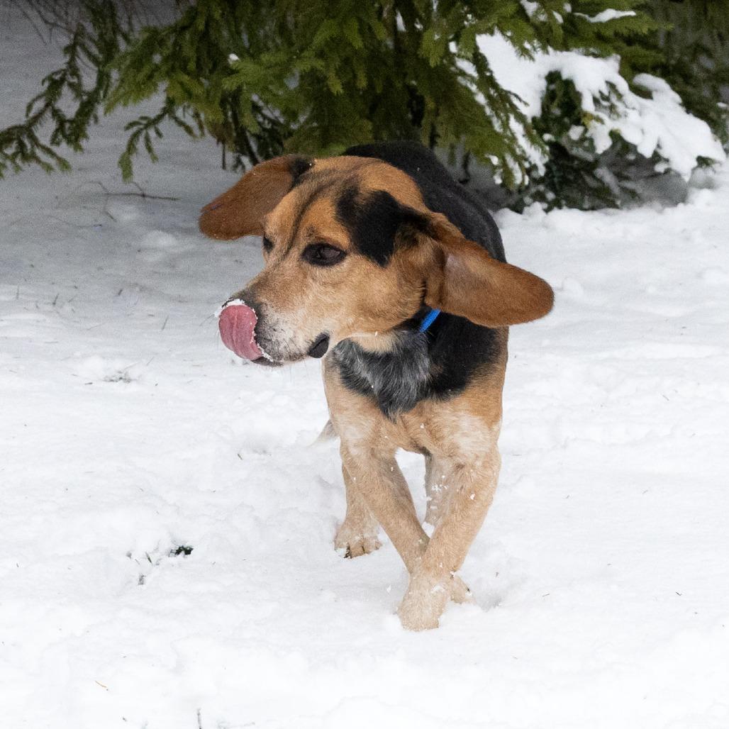 Ozzy, a Adoptable Beagle in Erie, PA image 5/6