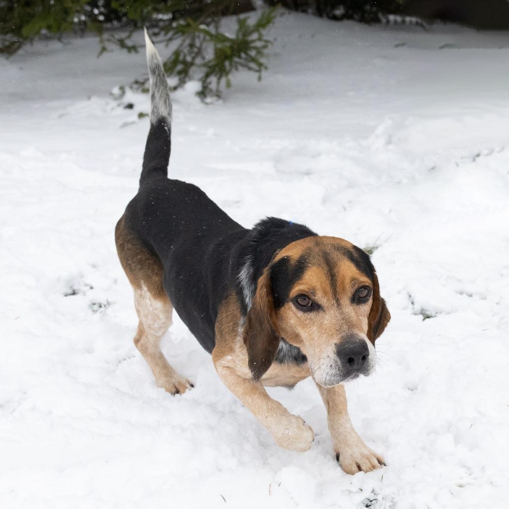 Ozzy, a Adoptable Beagle in Erie, PA image 6/6