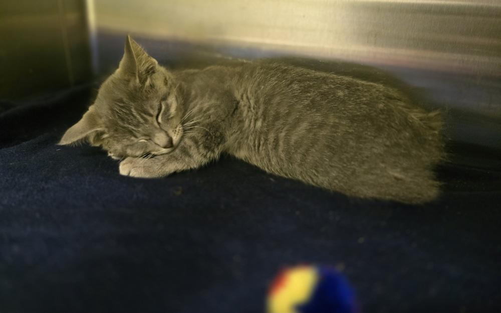 Pepsi, Adoptable, Kitten Male Domestic Short Hair.