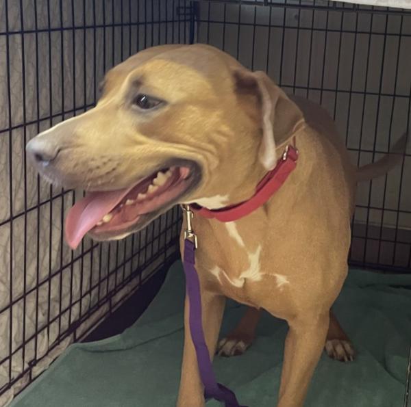 Enlarge Ernestine, a Adoptable mixed breed in El Cajon, CA image 1/2