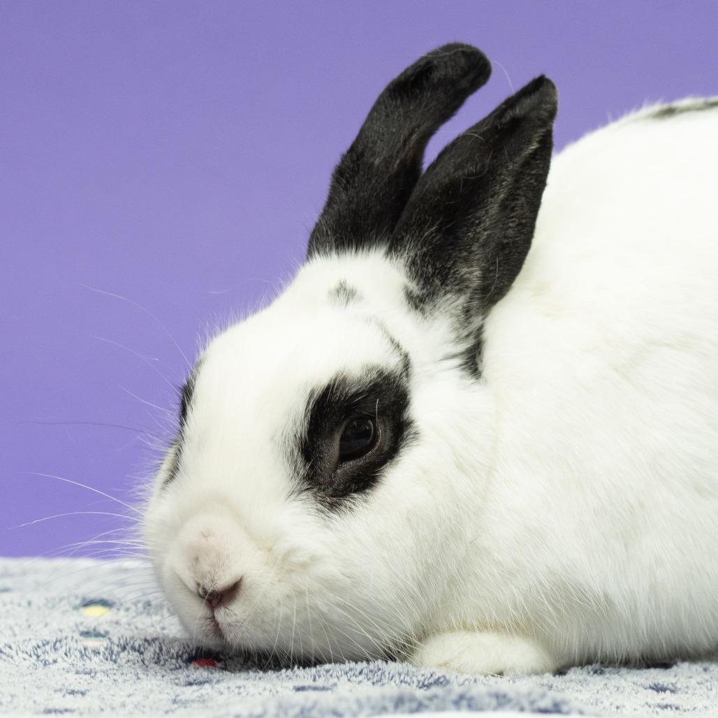 Enlarge Bulbasaur, a Adoptable Bunny Rabbit in Richmond, CA image 1/4