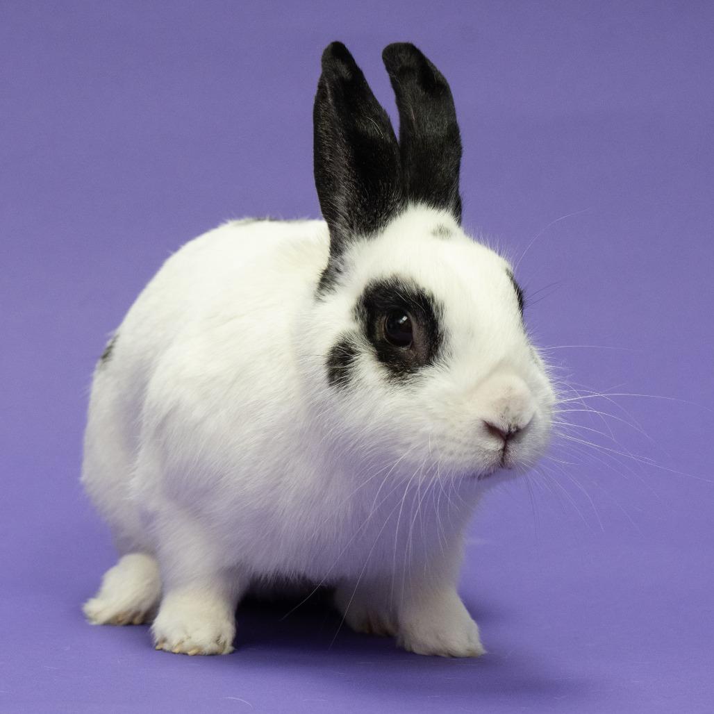 Enlarge Bulbasaur, a Adoptable Bunny Rabbit in Richmond, CA image 2/4