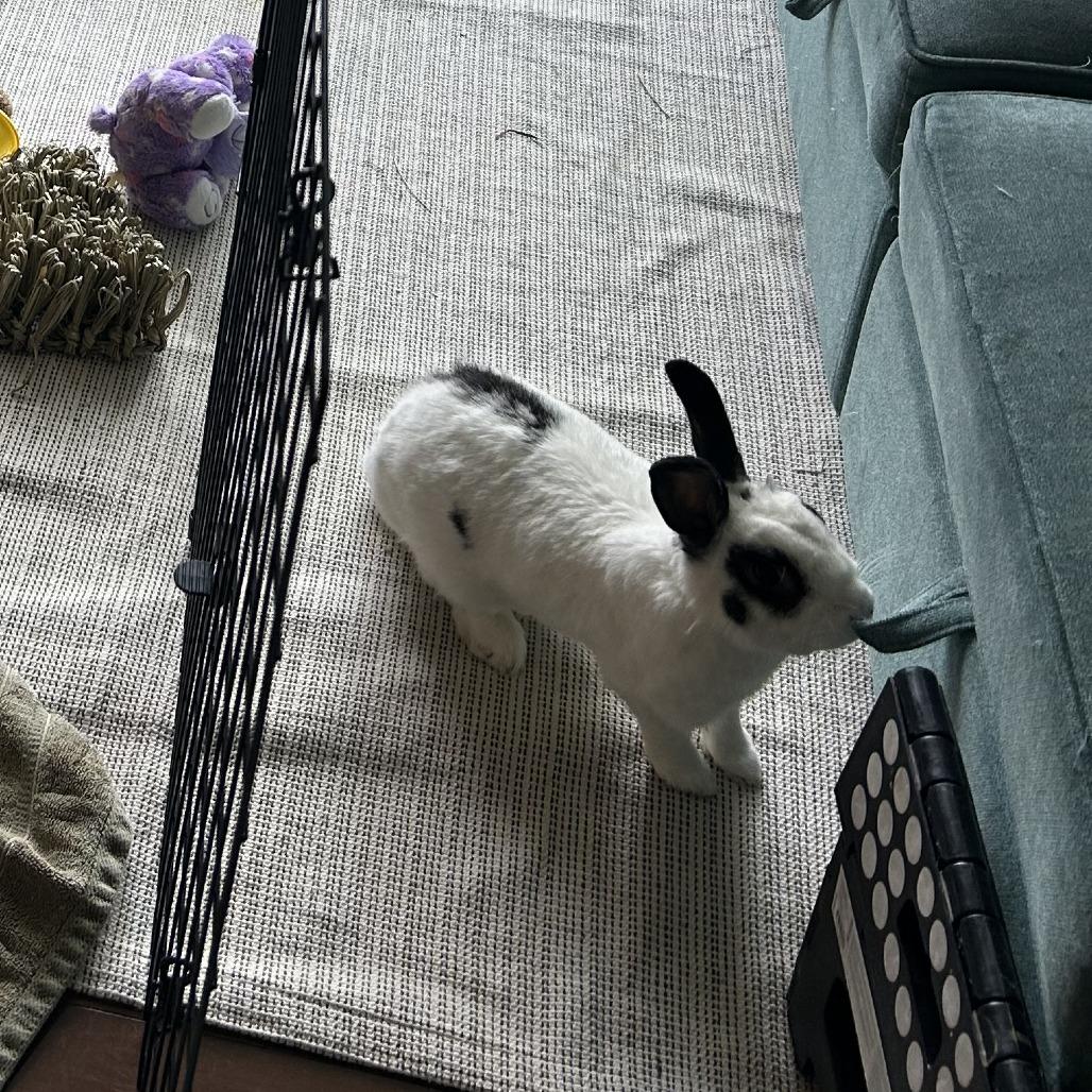 Enlarge Bulbasaur, a Adoptable Bunny Rabbit in Richmond, CA image 3/6