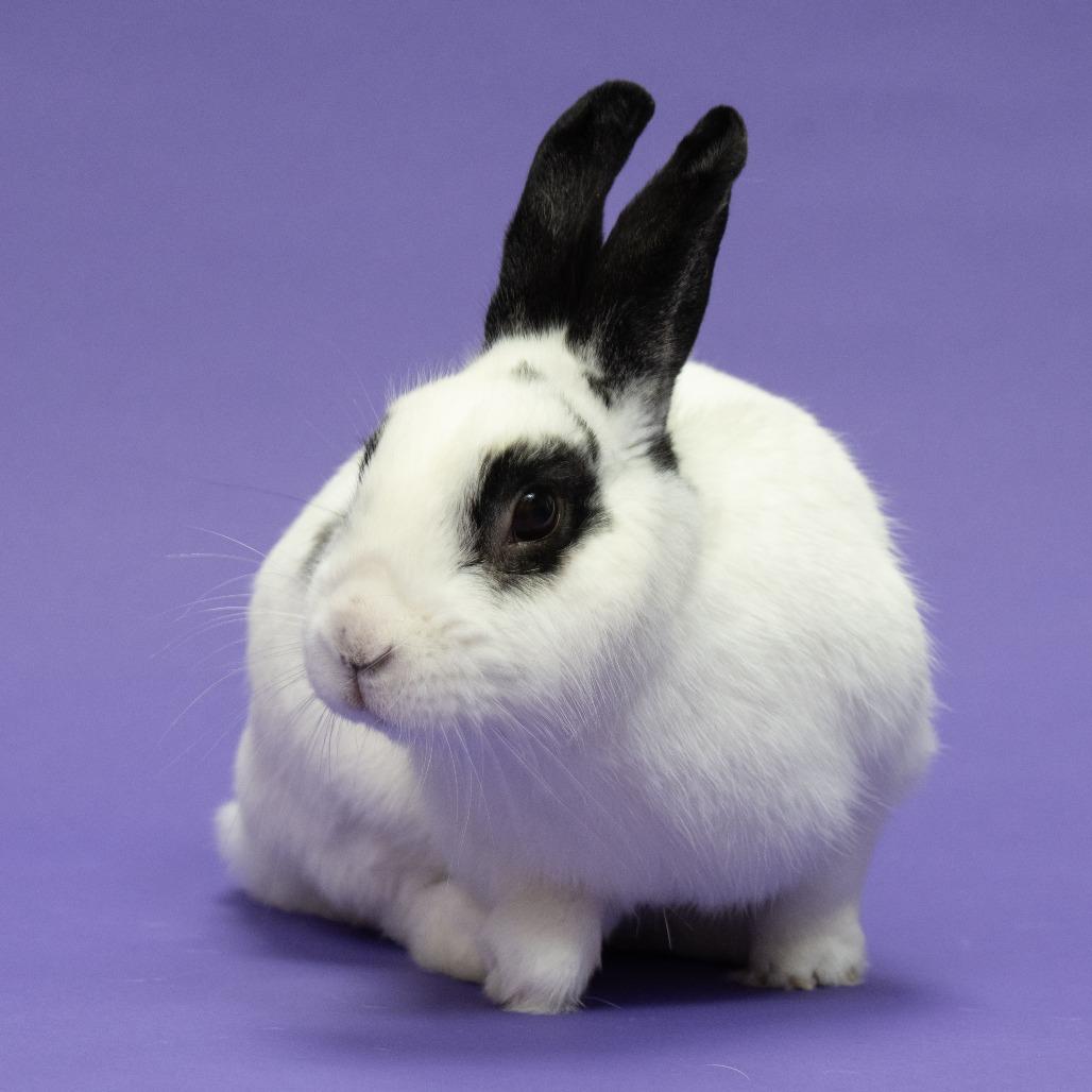 Enlarge Bulbasaur, a Adoptable Bunny Rabbit in Richmond, CA image 3/4