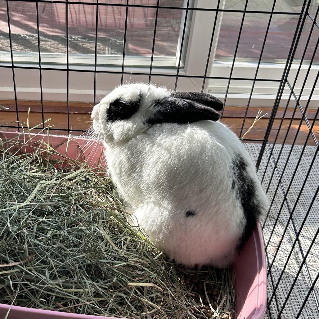 Enlarge Bulbasaur, a Adoptable Bunny Rabbit in Richmond, CA image 5/6
