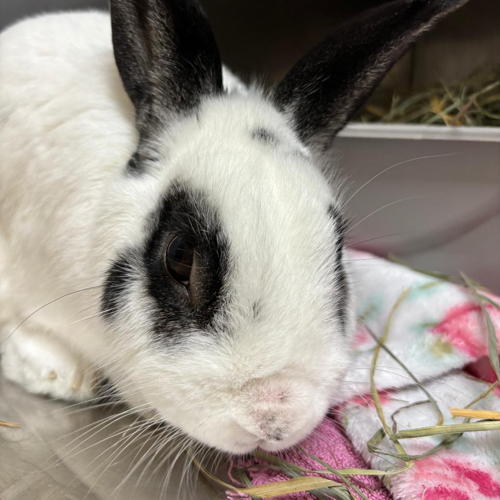 Enlarge Bulbasaur, a Adoptable Bunny Rabbit in Richmond, CA image 4/4