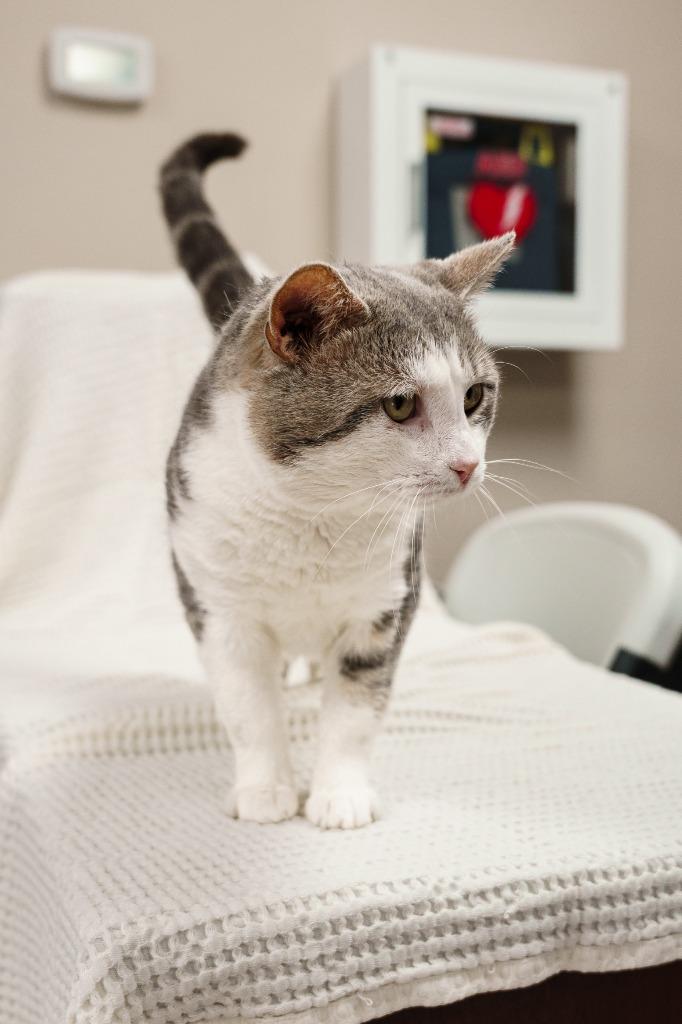 Buddy, Adoptable, Adult Male Domestic Short Hair.