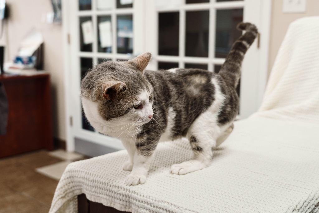 Enlarge Buddy, a Adoptable mixed breed in Mocksville, NC image 2/6