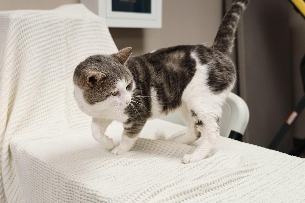 Enlarge Buddy, a Adoptable mixed breed in Mocksville, NC image 4/6