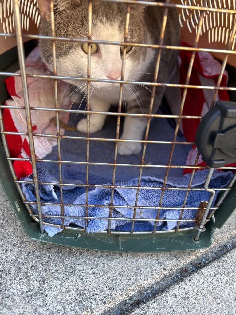 Enlarge Buddy, a Adoptable mixed breed in Mocksville, NC image 5/6