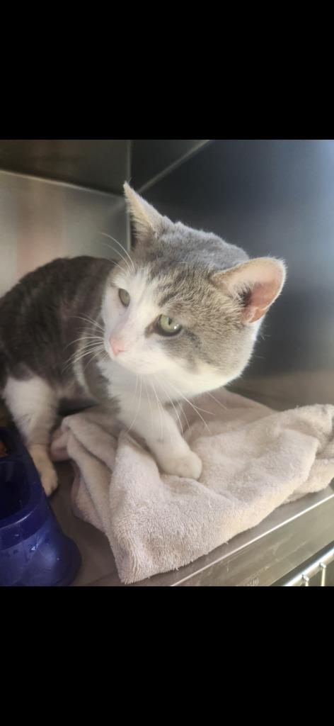 Enlarge Buddy, a Adoptable mixed breed in Mocksville, NC image 6/6