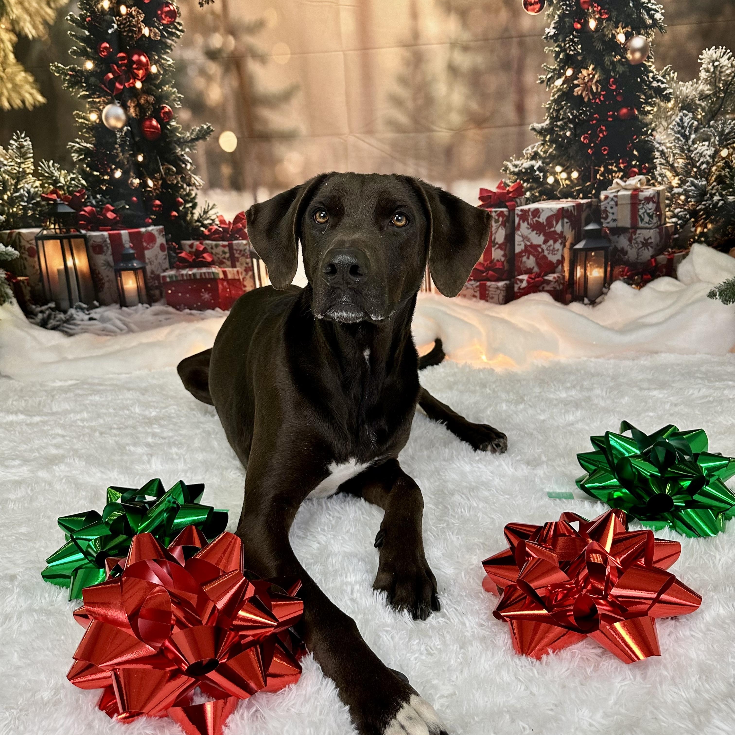 Buster, a Adoptable Chocolate Labrador Retriever in Pacific, MO image 1/2