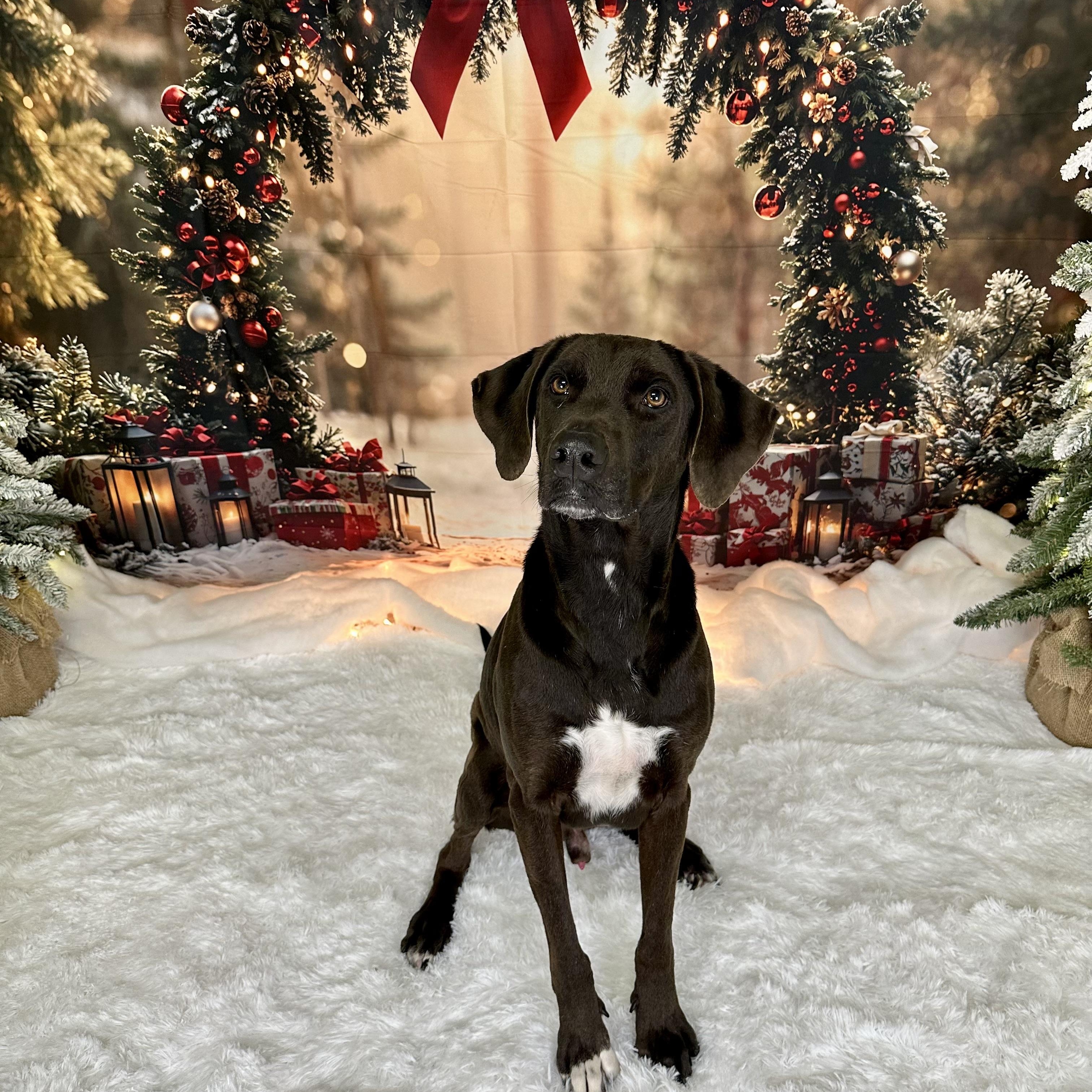 Buster, a Adoptable Chocolate Labrador Retriever in Pacific, MO image 2/2