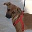 Ben, an adopted mixed breed in Stuarts Draft, VA image 3/3