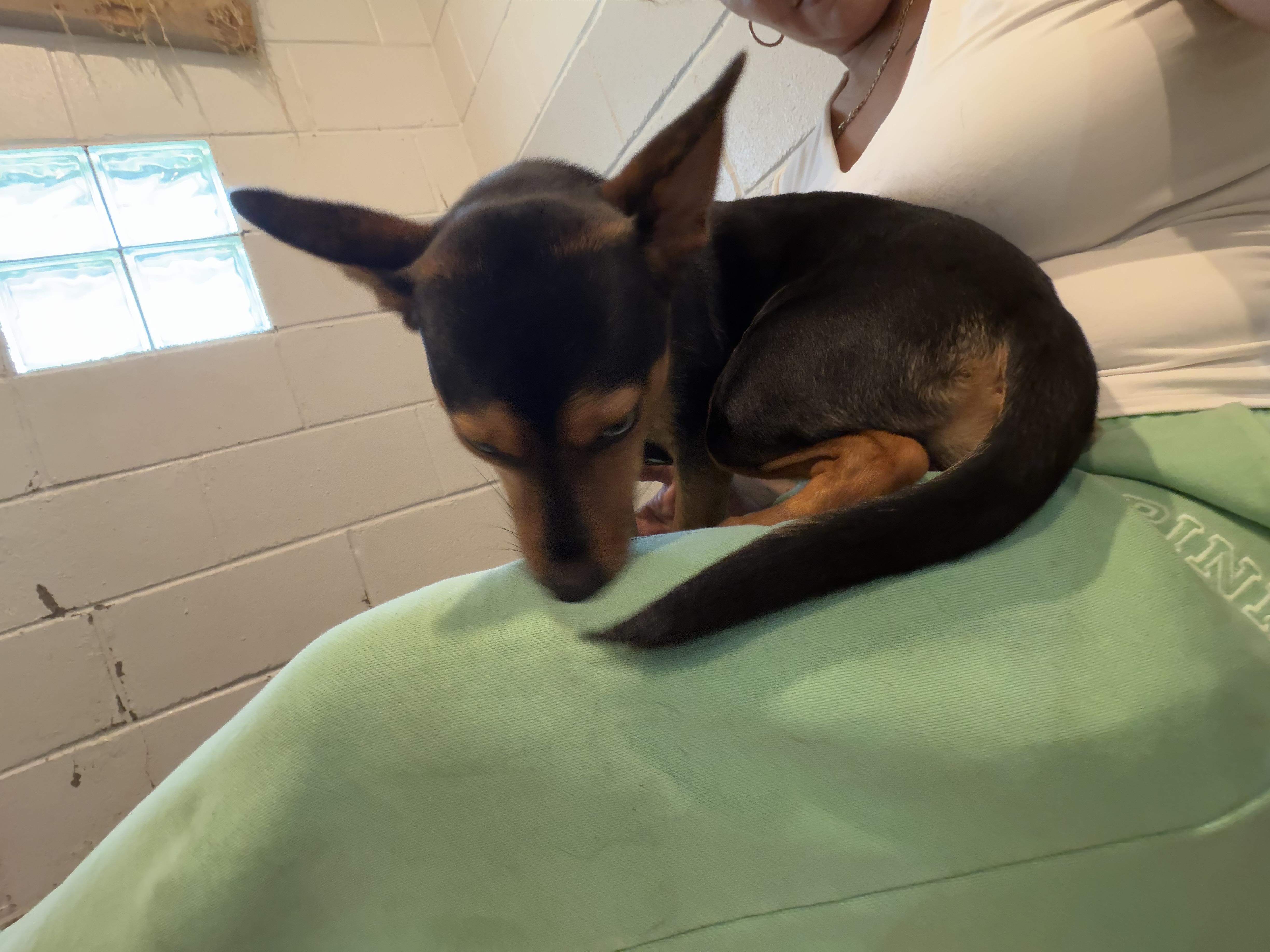 Enlarge Millie, a Adoptable mixed breed in South Amboy, NJ image 3/4