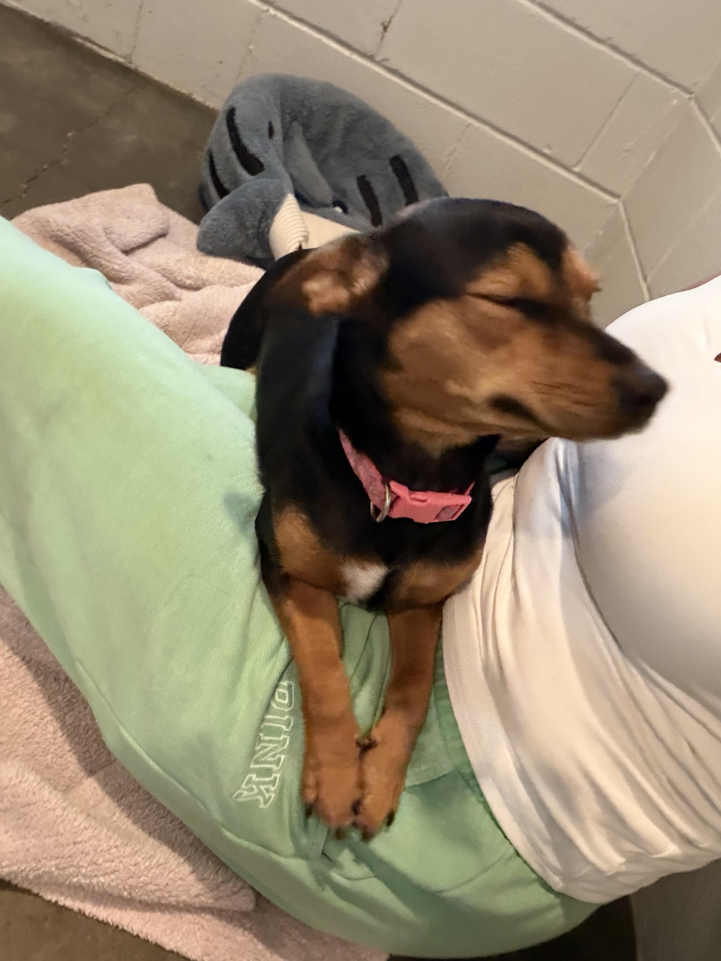 Enlarge Millie, a Adoptable mixed breed in South Amboy, NJ image 4/4