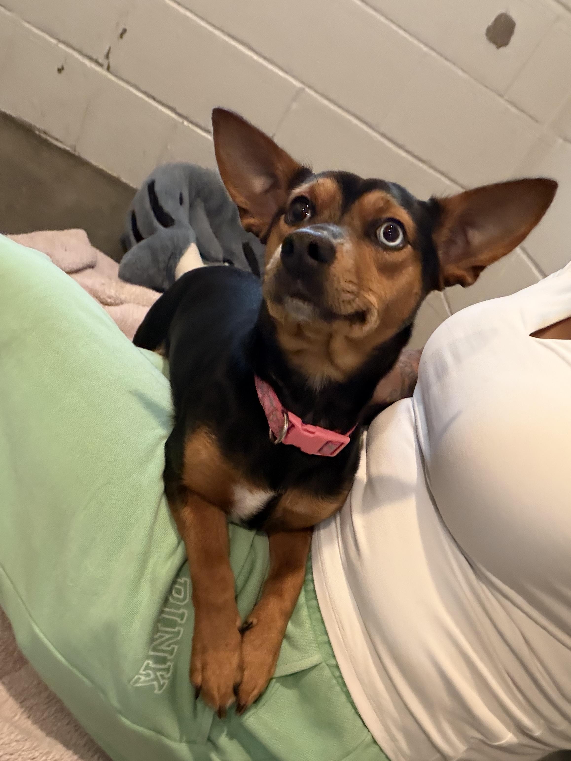 Millie, Adoptable, Adult Female Jack Russell Terrier.