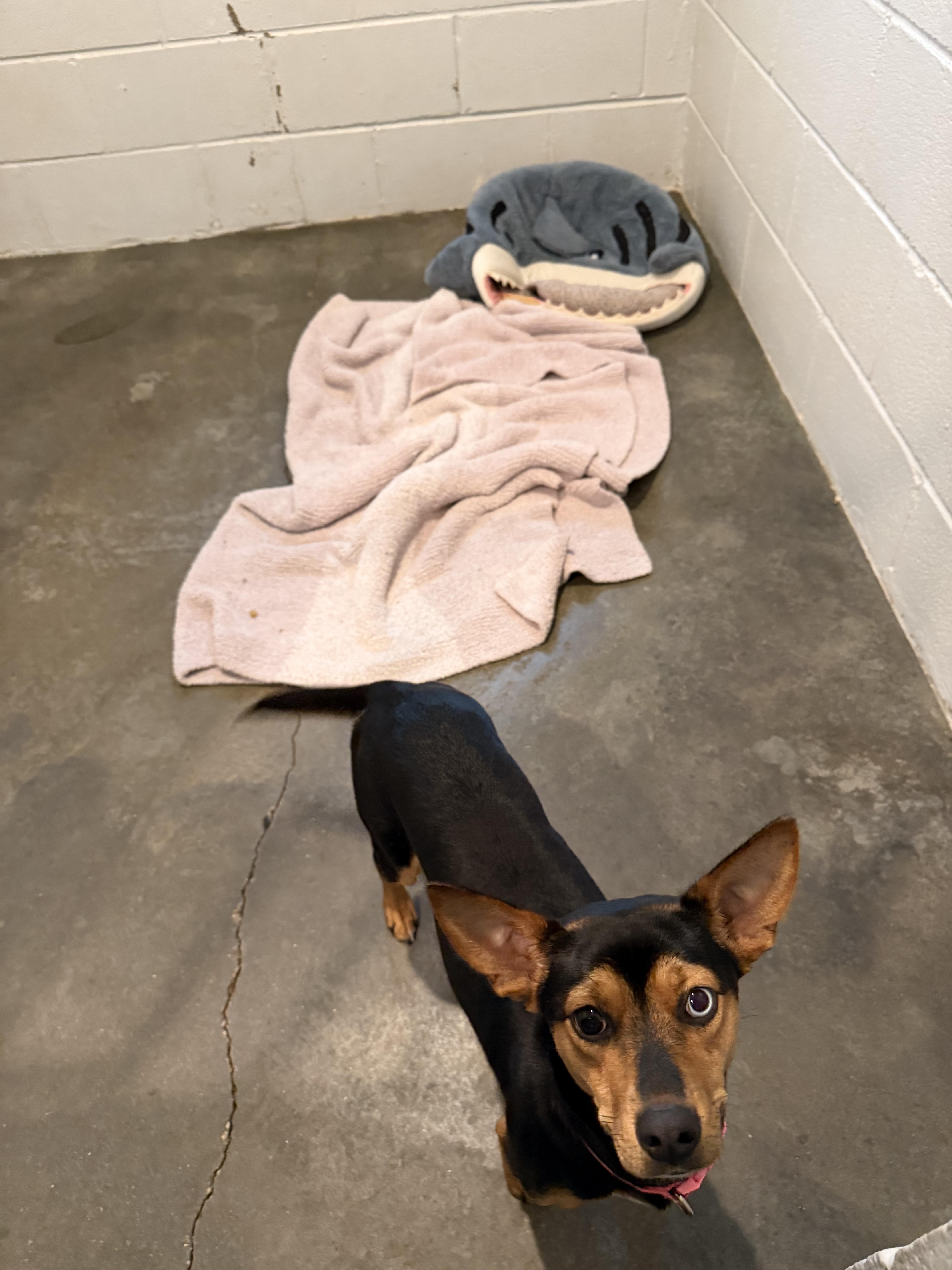 Enlarge Millie, a Adoptable mixed breed in South Amboy, NJ image 2/4