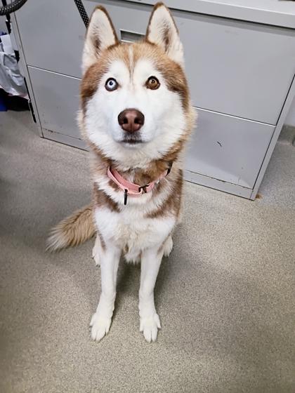Chevy, Adoptable, Adult Male Siberian Husky & Mixed Breed.