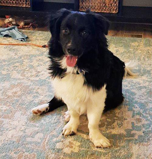 Benny Hill, Adoptable, Young Male Border Collie.