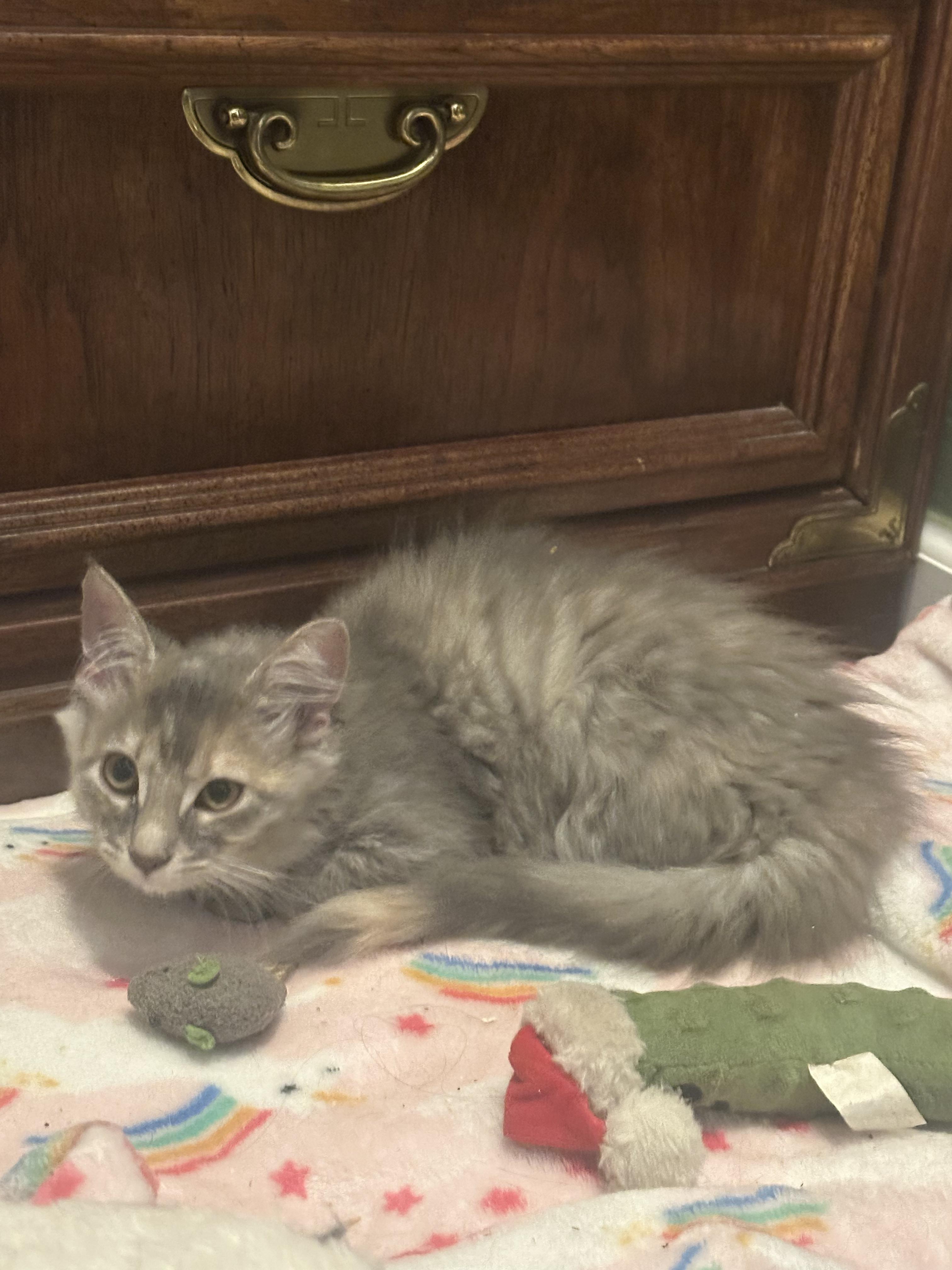 Enlarge Misty and Honey, an adopted Domestic Long Hair in Kent, OH image 3/5