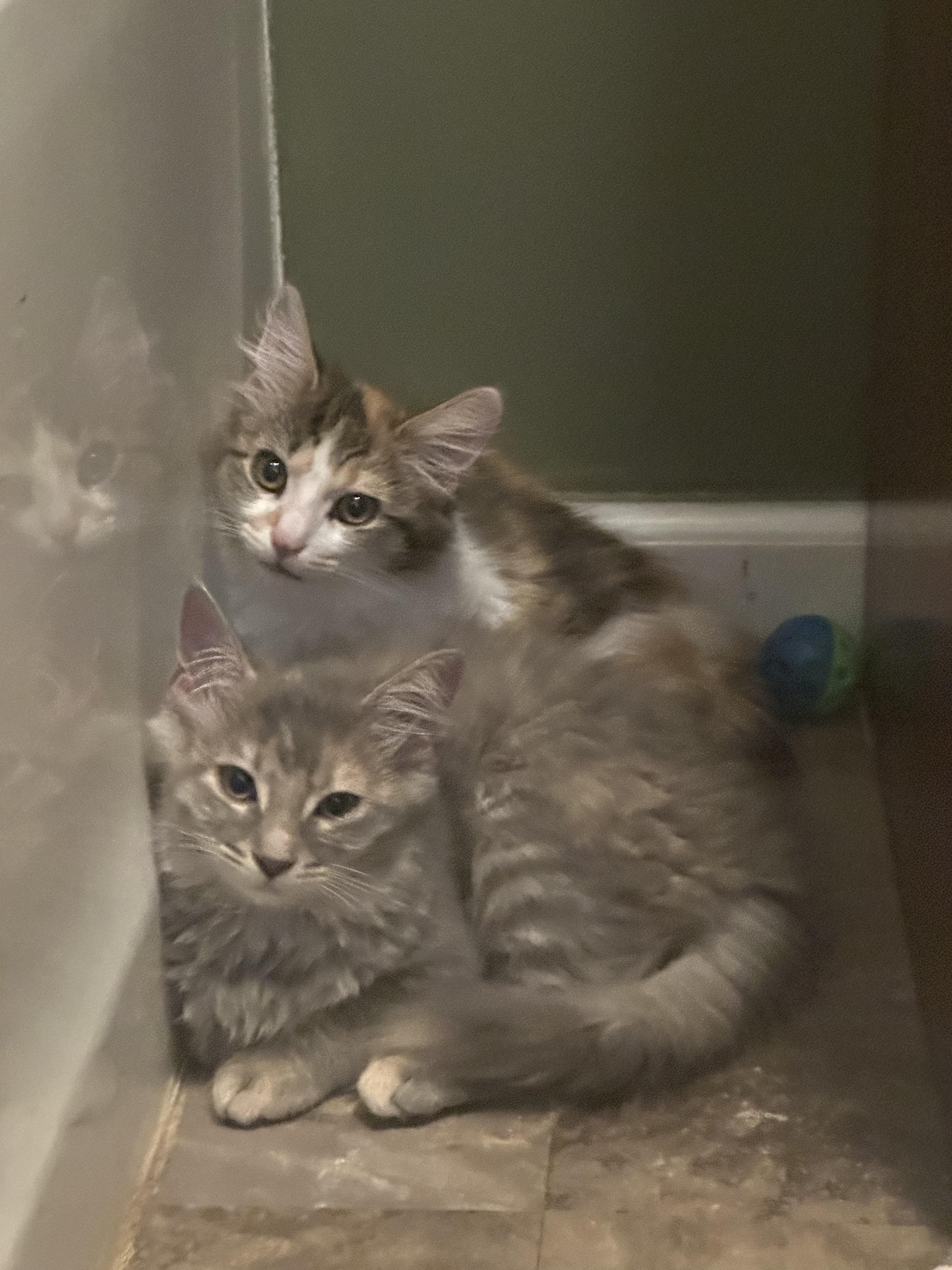 Misty and Honey, adopted, Kitten Female Domestic Long Hair.