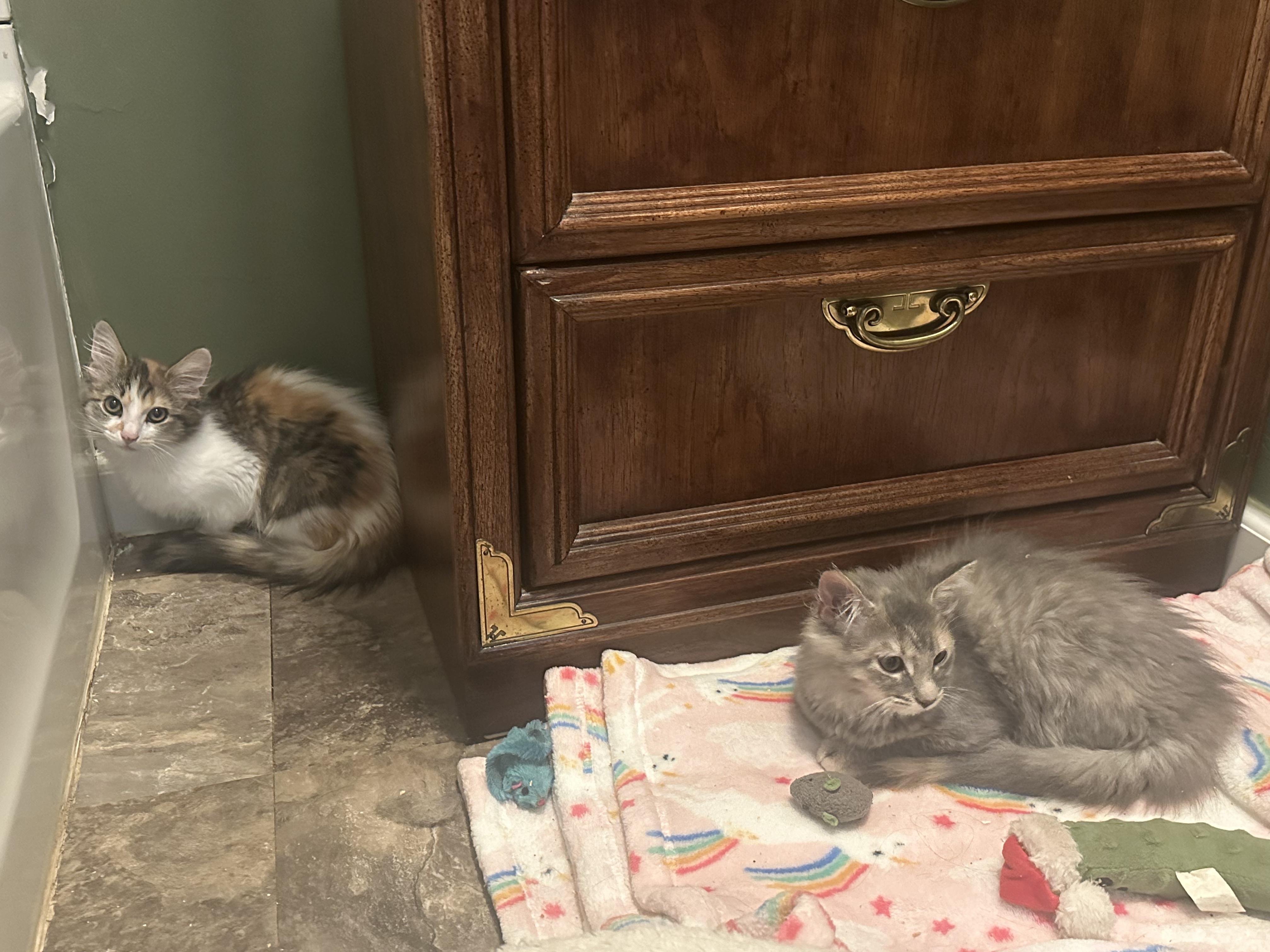 Enlarge Misty and Honey, an adopted Domestic Long Hair in Kent, OH image 2/5