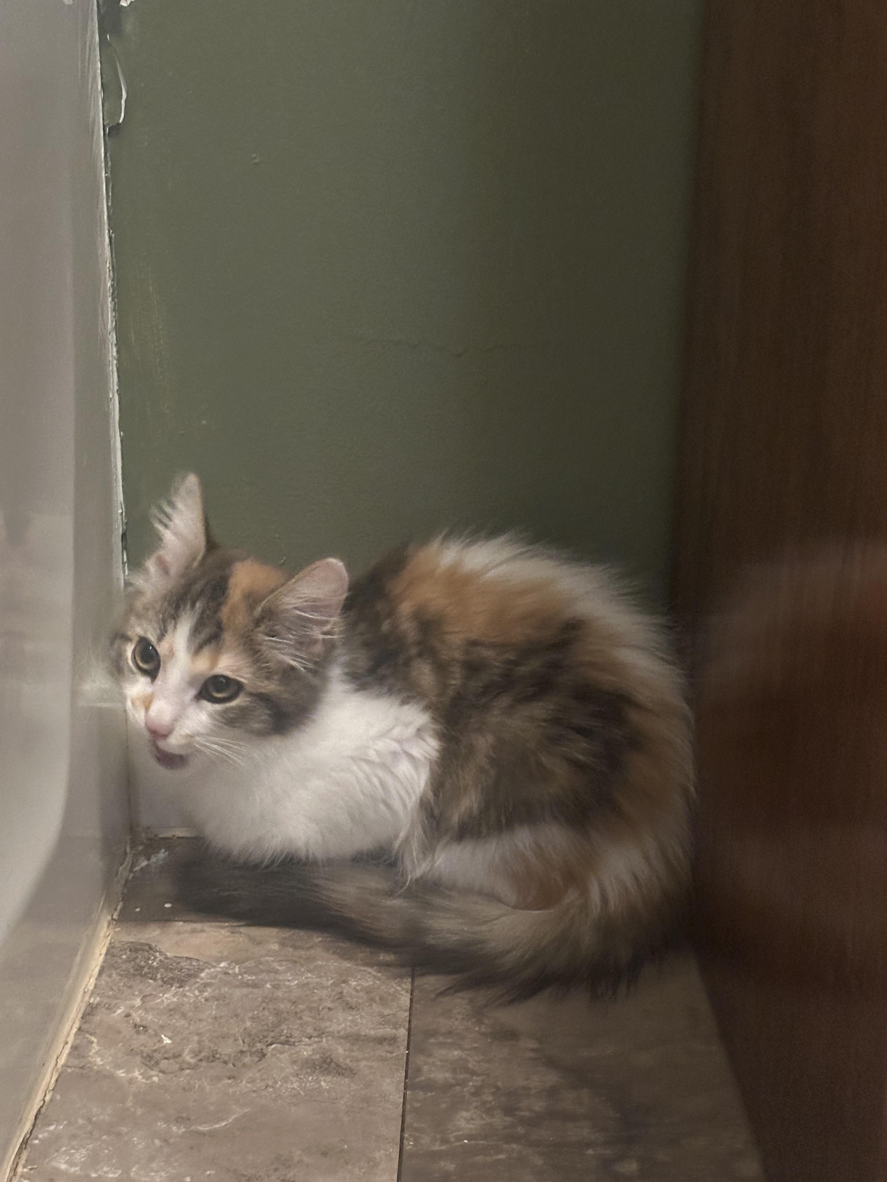 Enlarge Misty and Honey, an adopted Domestic Long Hair in Kent, OH image 4/5