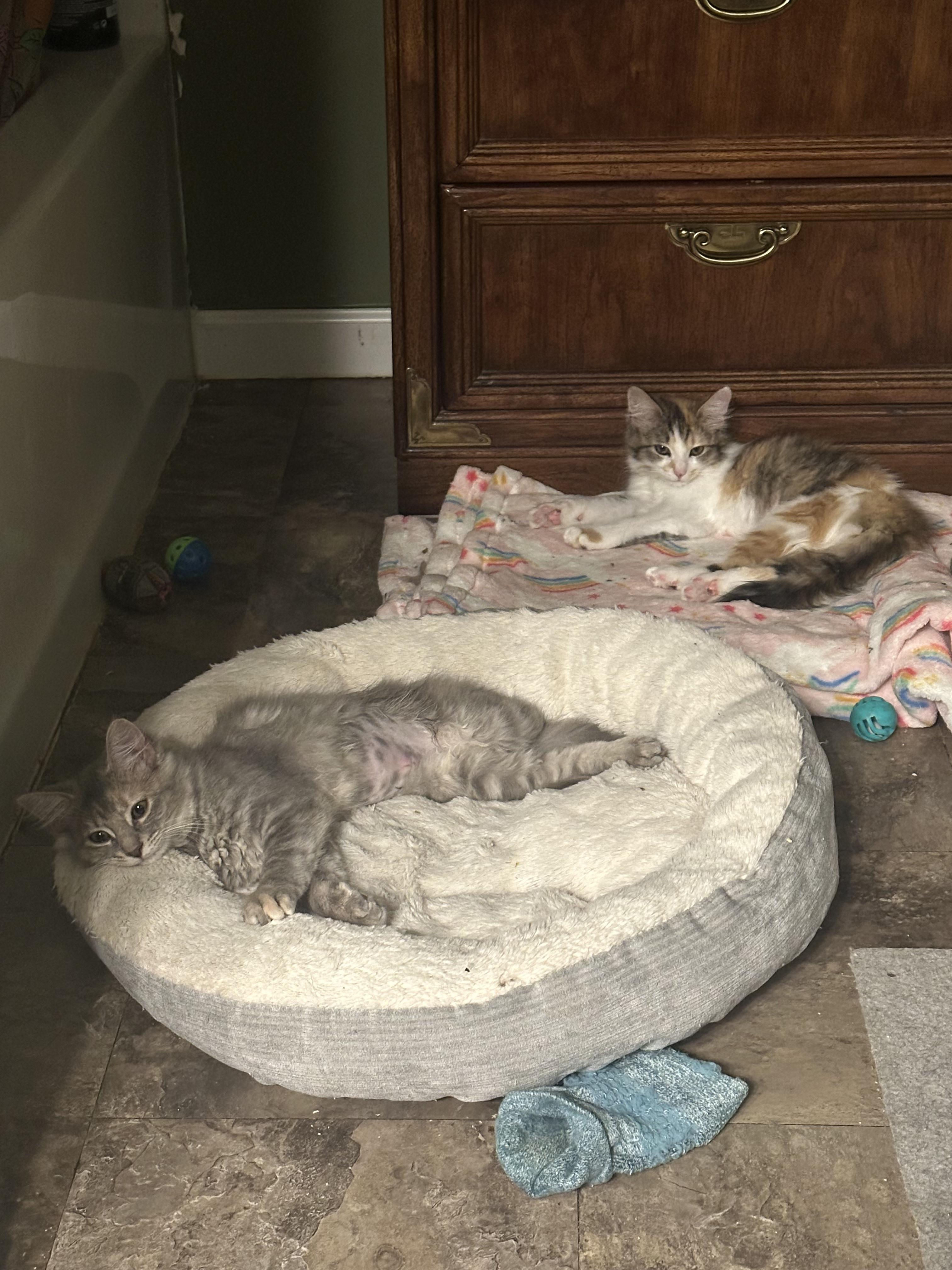 Enlarge Misty and Honey, an adopted Domestic Long Hair in Kent, OH image 5/5
