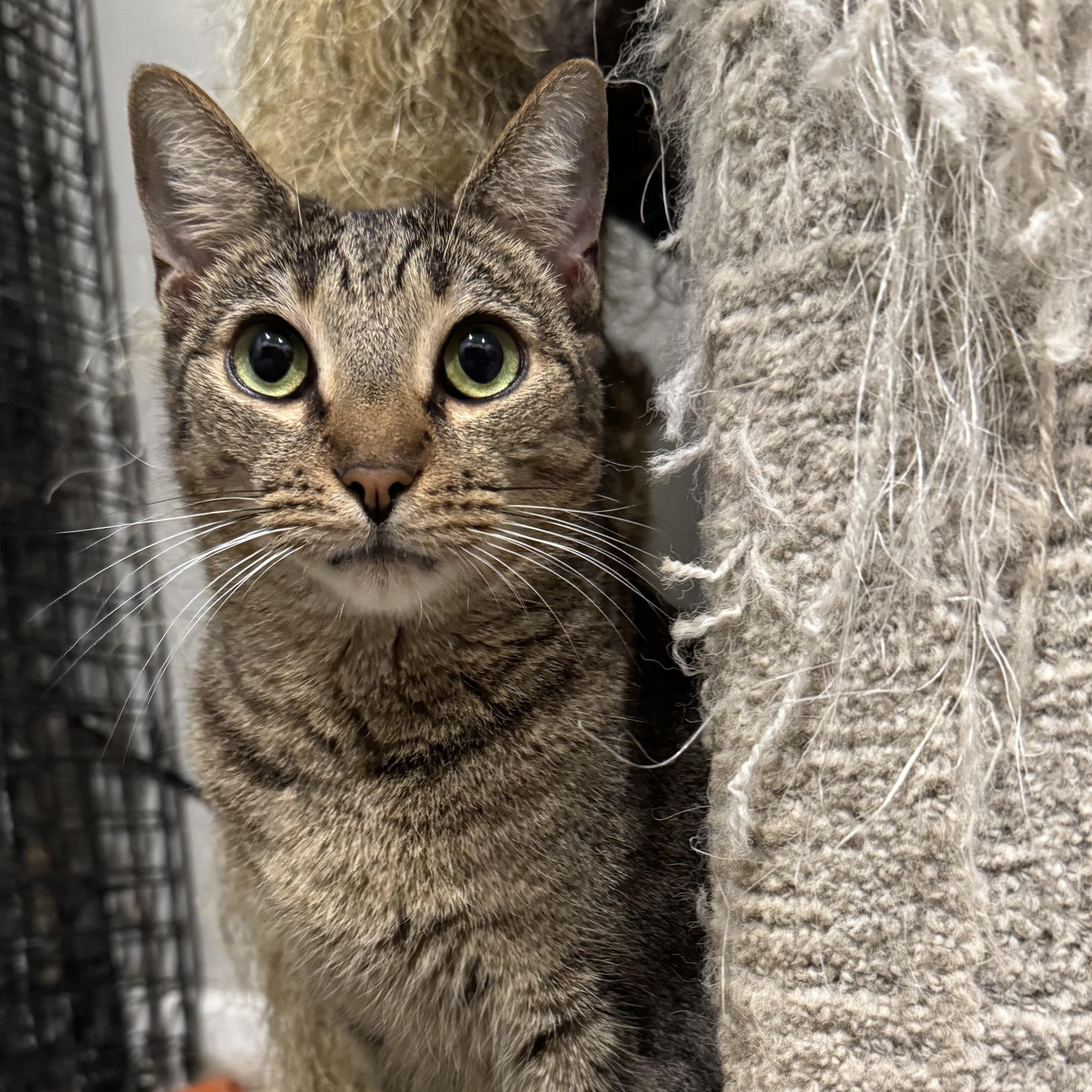 Enlarge Acorn, a Adoptable Domestic Short Hair in Pembroke Pines, FL image 4/4