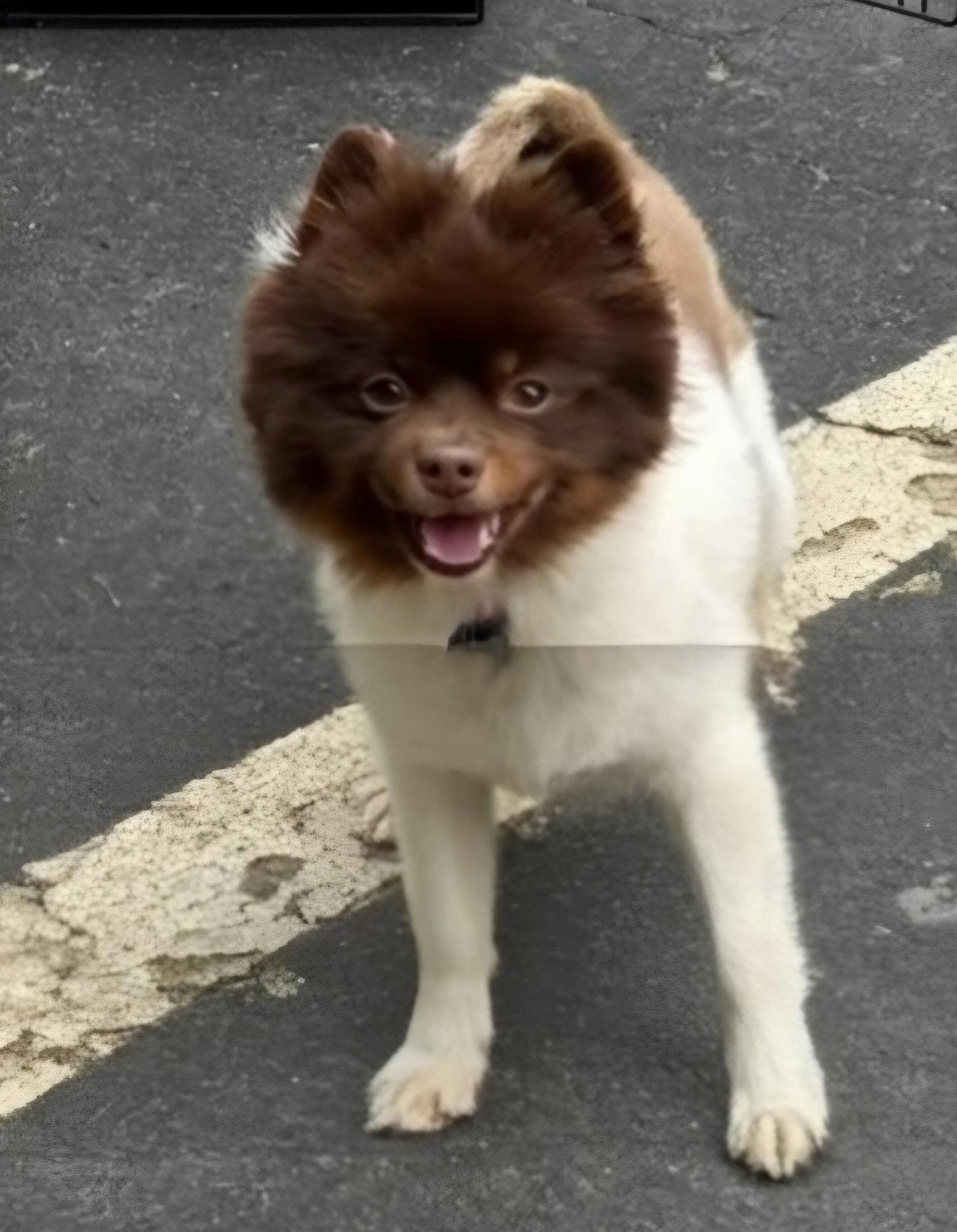 Coconut, Adoptable, Adult Male Pomeranian.