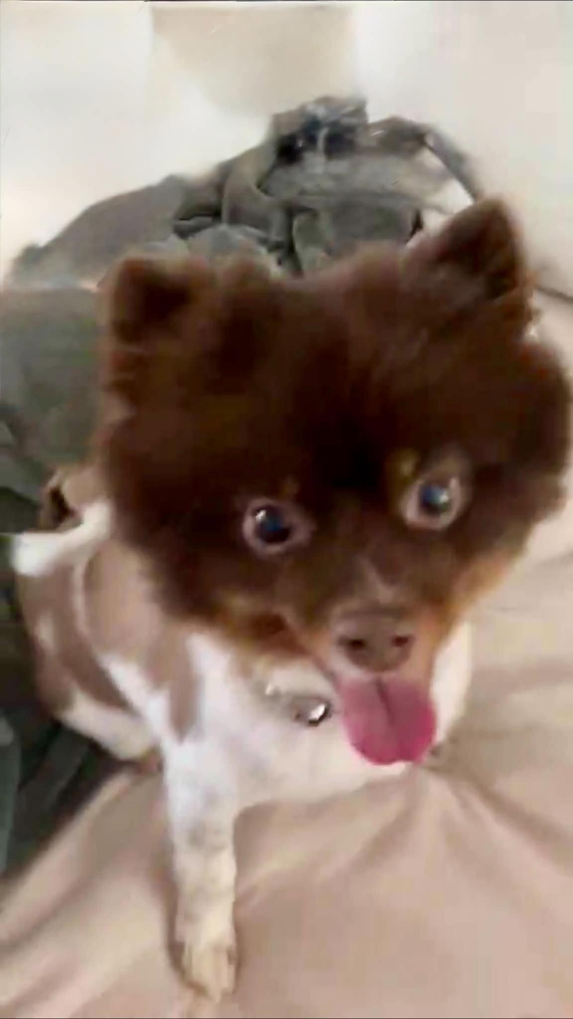 Coconut, a Adoptable Pomeranian in Croydon, NH image 2/3