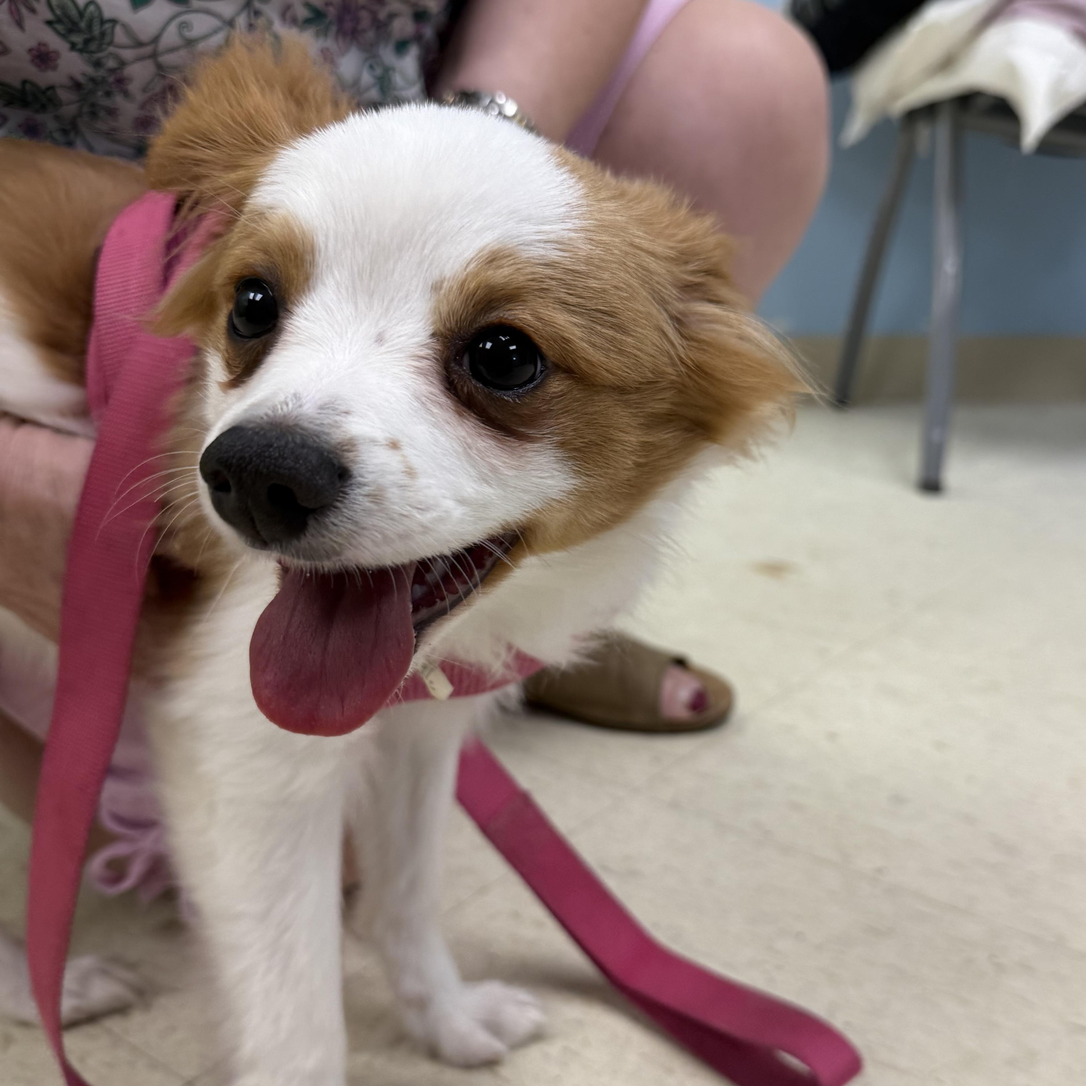 Enlarge Honey Bun , an adopted mixed breed in Manistee, MI image 2/2