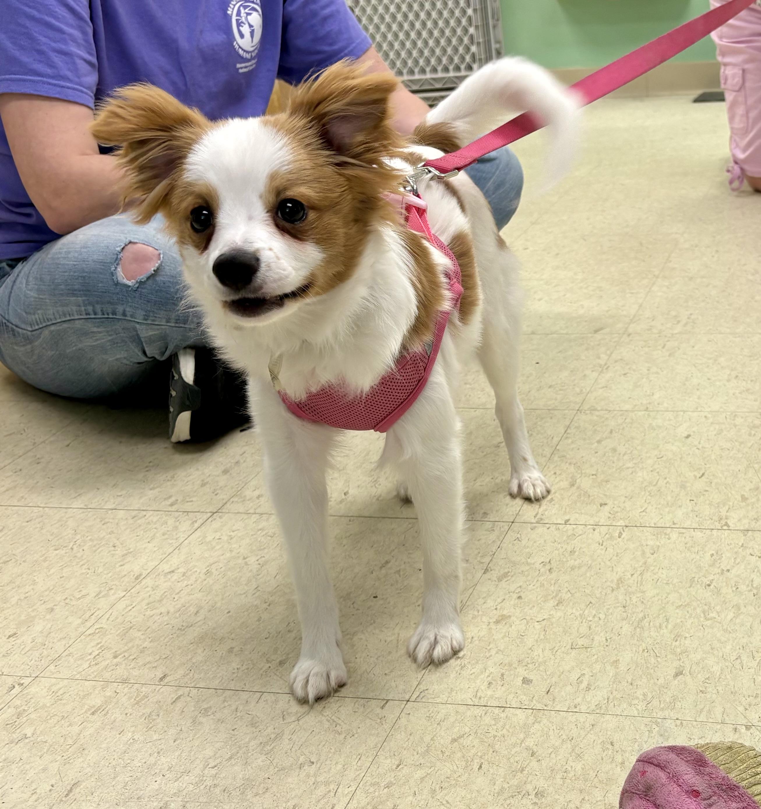 Honey Bun , adopted, Young Female Cavalier King Charles Spaniel & Pomeranian.