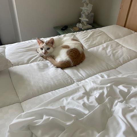 Pete, Adoptable, Senior Male Domestic Short Hair & Domestic Short Hair.