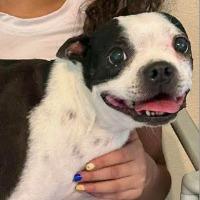 Enlarge Kimmie, an adopted mixed breed in Albany, NY image 1/1
