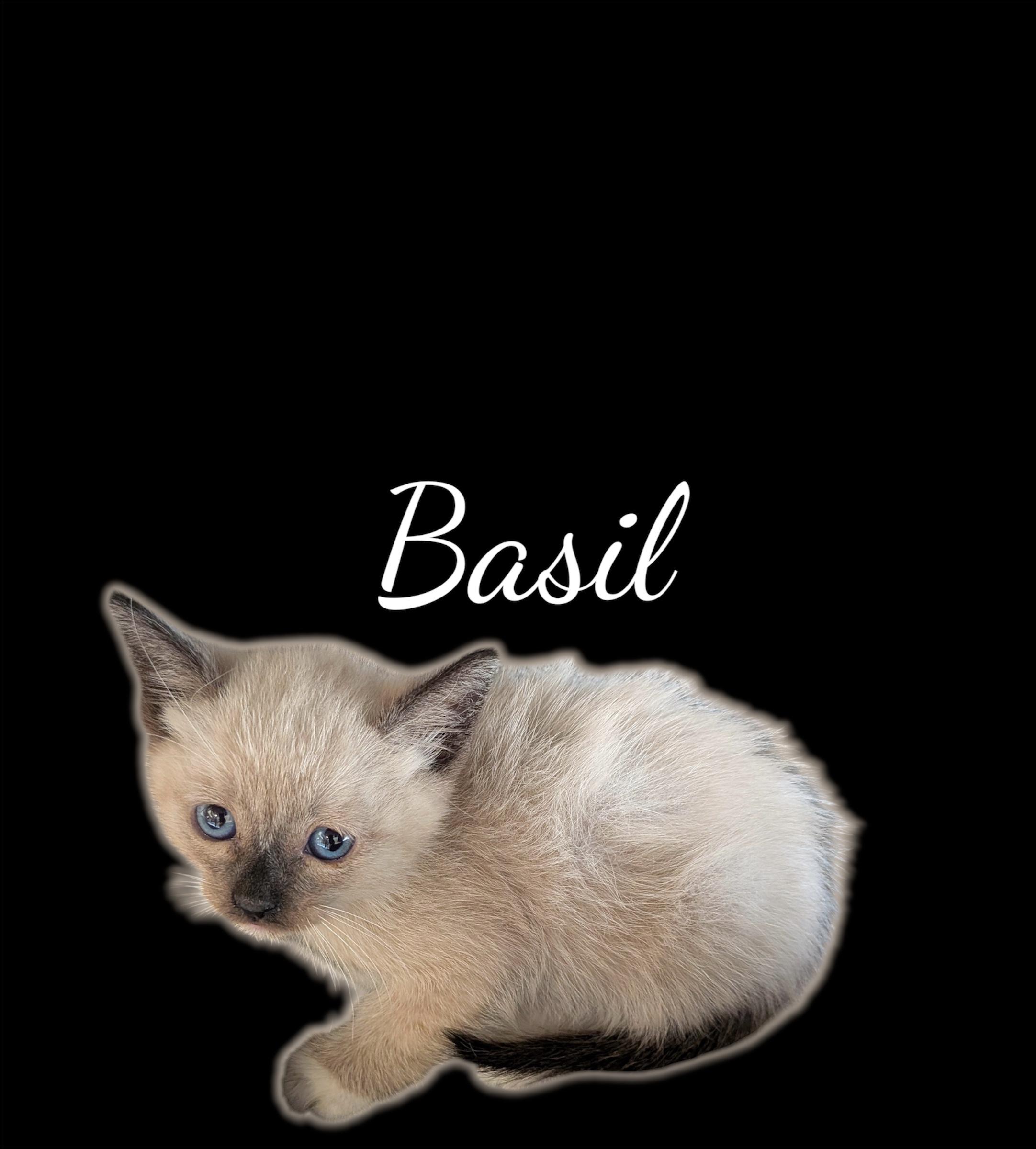 Basil, adopted, Kitten Male Domestic Short Hair & Snowshoe.