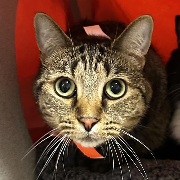 Cookie, Adoptable, Adult Female Domestic Short Hair.