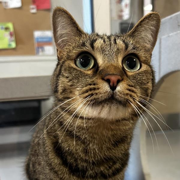 Enlarge Cookie, a Adoptable mixed breed in Oakland, CA image 3/3
