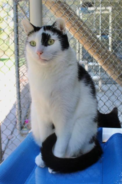 Bailey, Adoptable, Adult Male Domestic Short Hair & Domestic Short Hair.