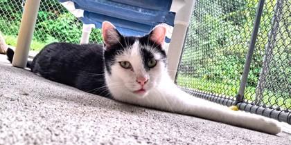 Enlarge Bailey, a Adoptable Domestic Short Hair in Batavia, OH image 2/2