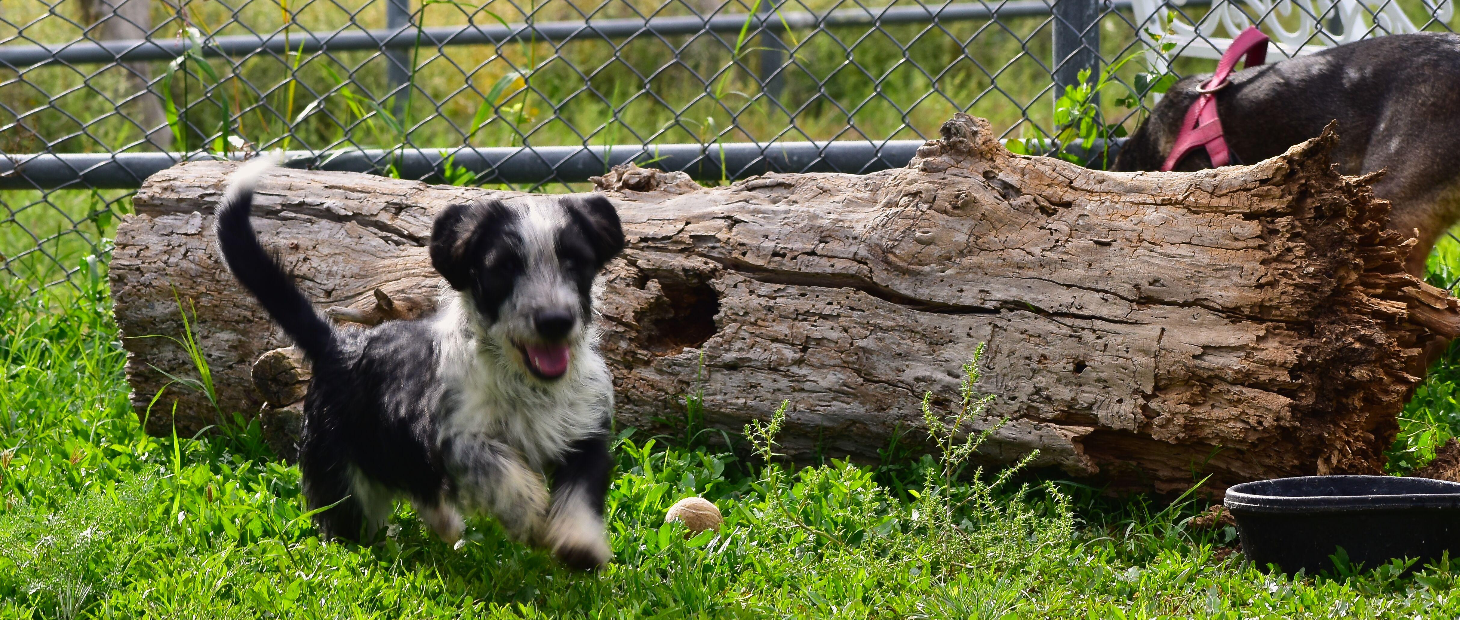 Enlarge Simon, a Adoptable mixed breed in Mayer, AZ image 2/6