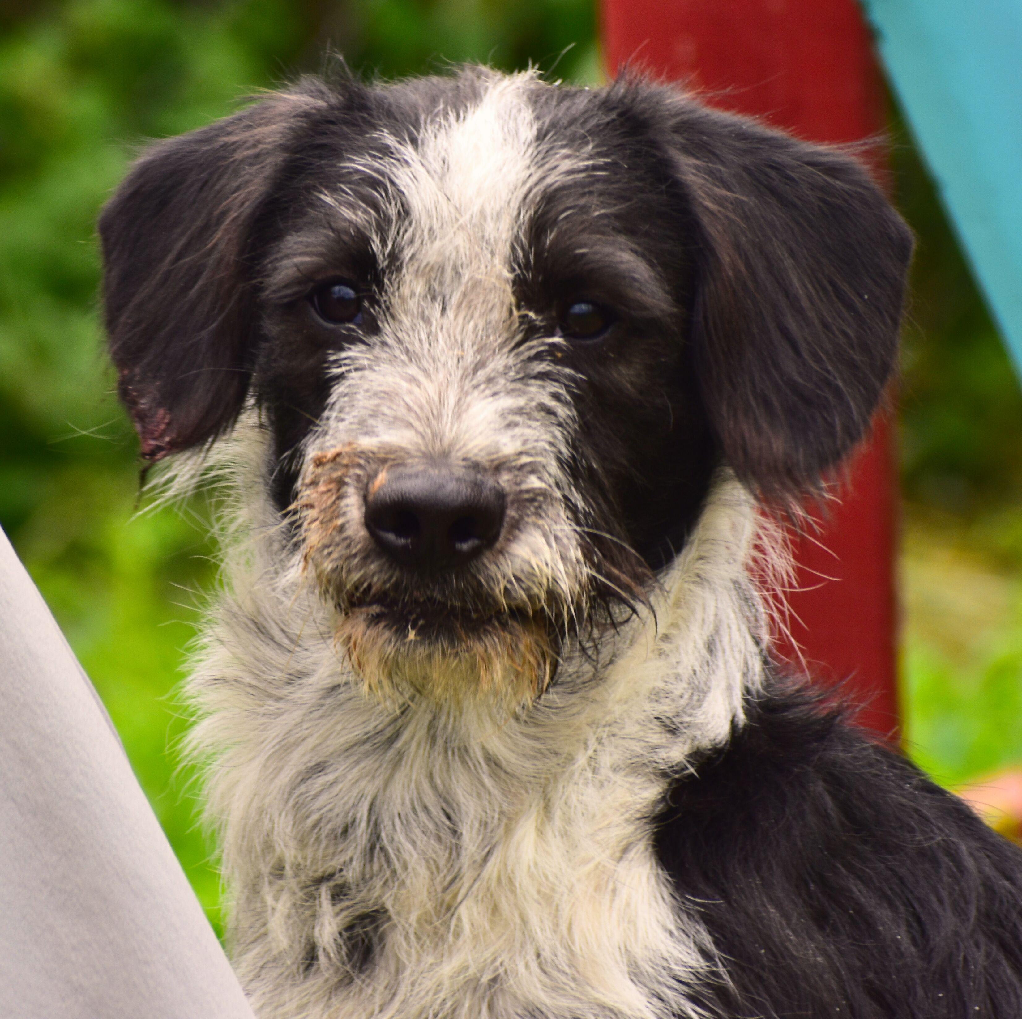 Simon, Adoptable, Young Male Basset Hound & Border Collie.