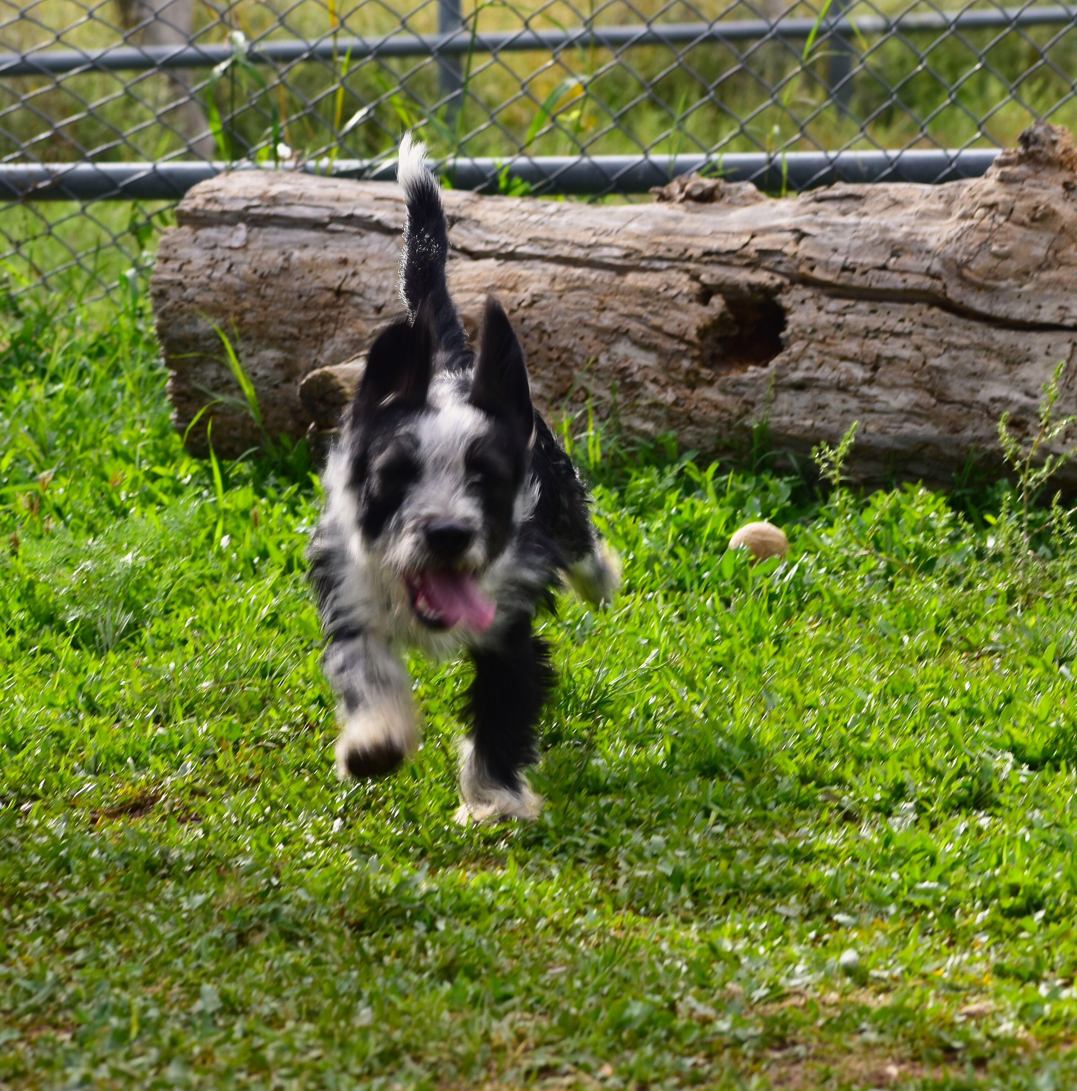 Enlarge Simon, a Adoptable mixed breed in Mayer, AZ image 4/6