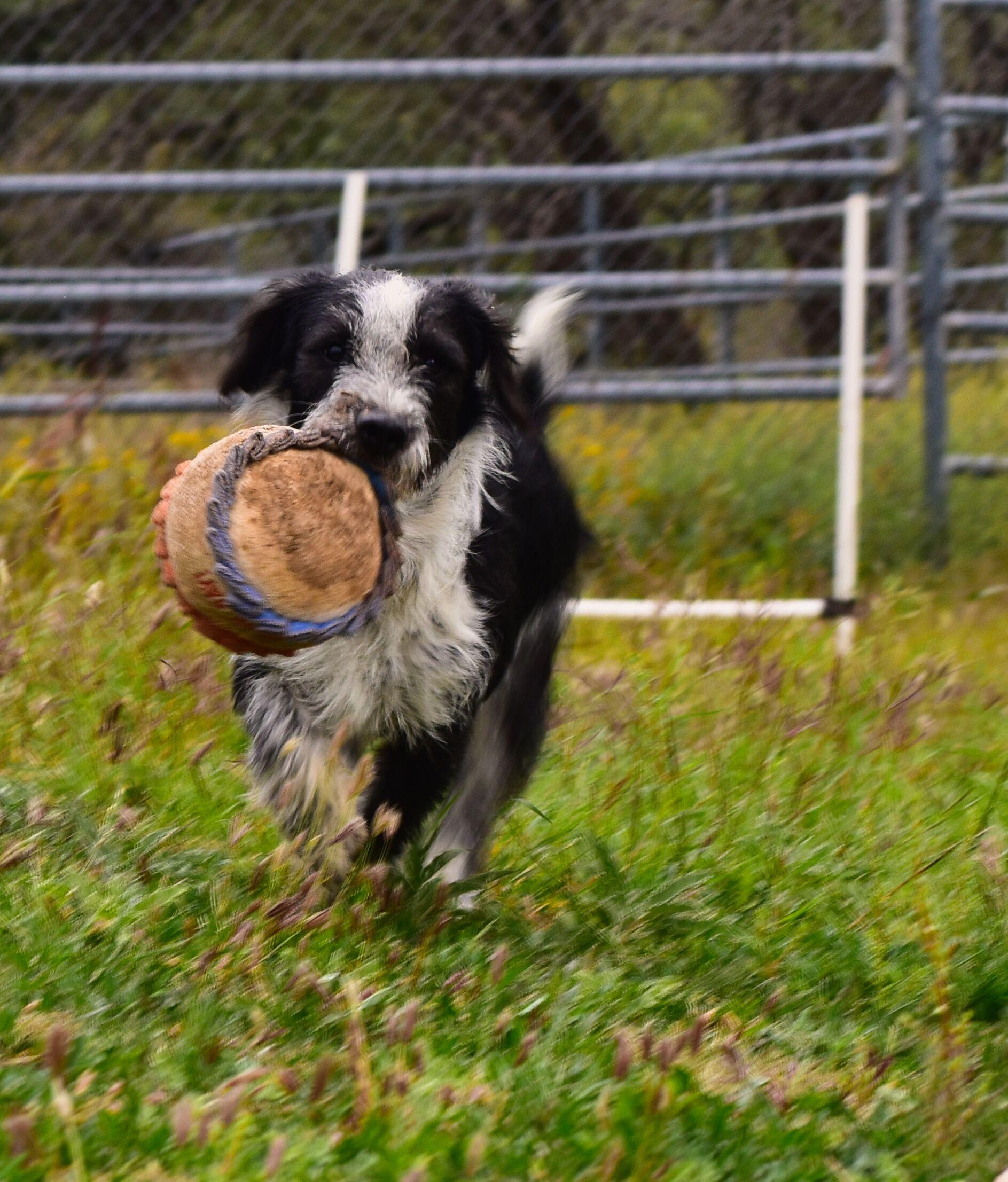 Enlarge Simon, a Adoptable mixed breed in Mayer, AZ image 3/6