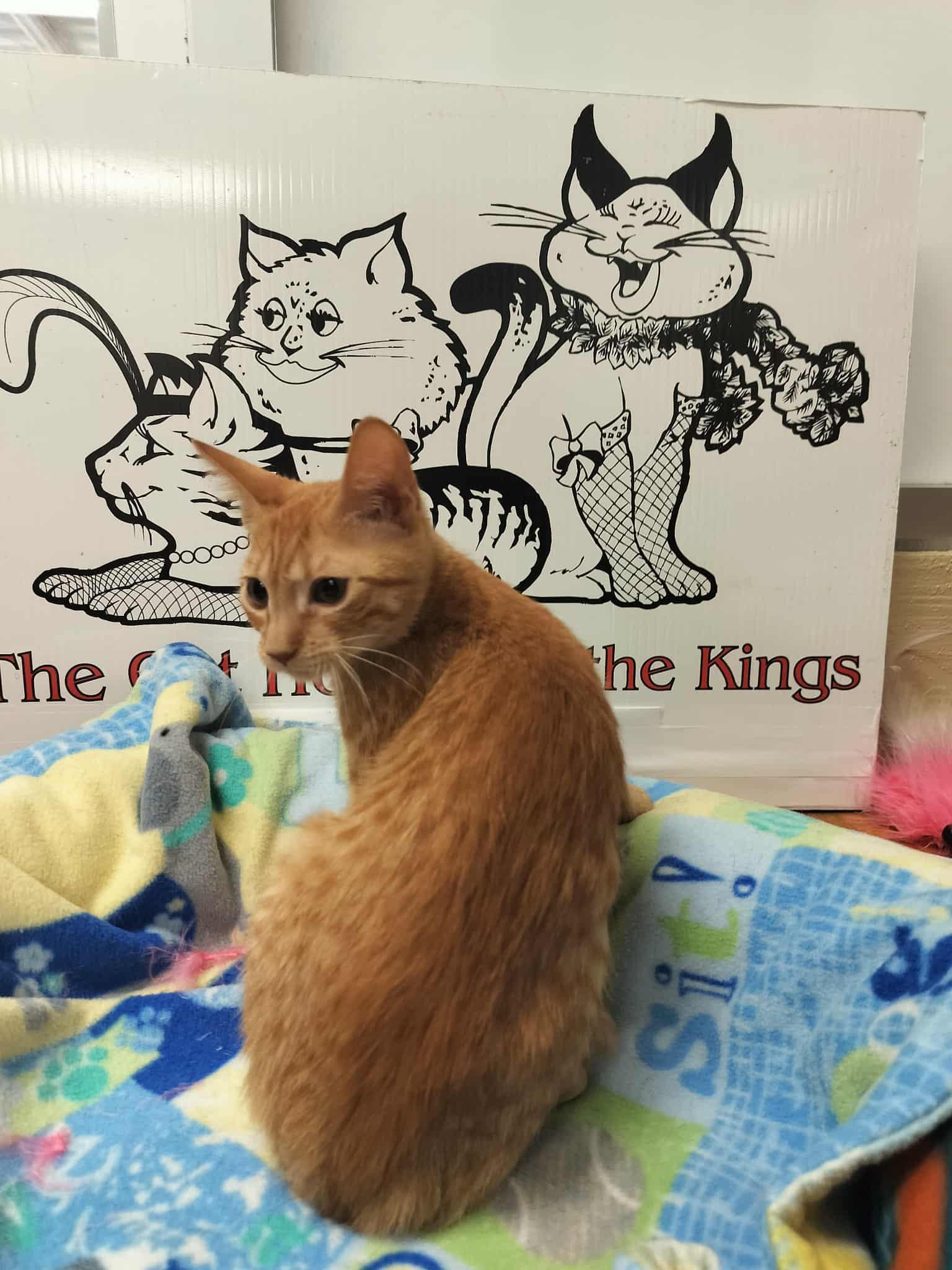 Goldie — thumbnail 2