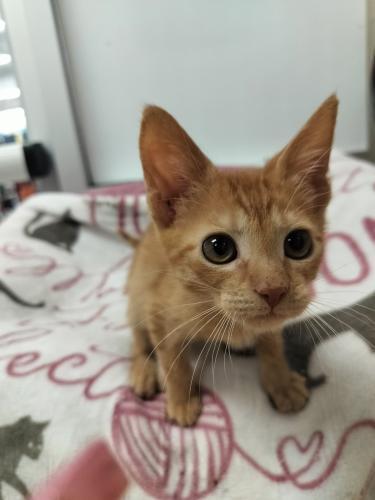 Goldie — thumbnail 3