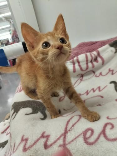 Goldie — thumbnail 4