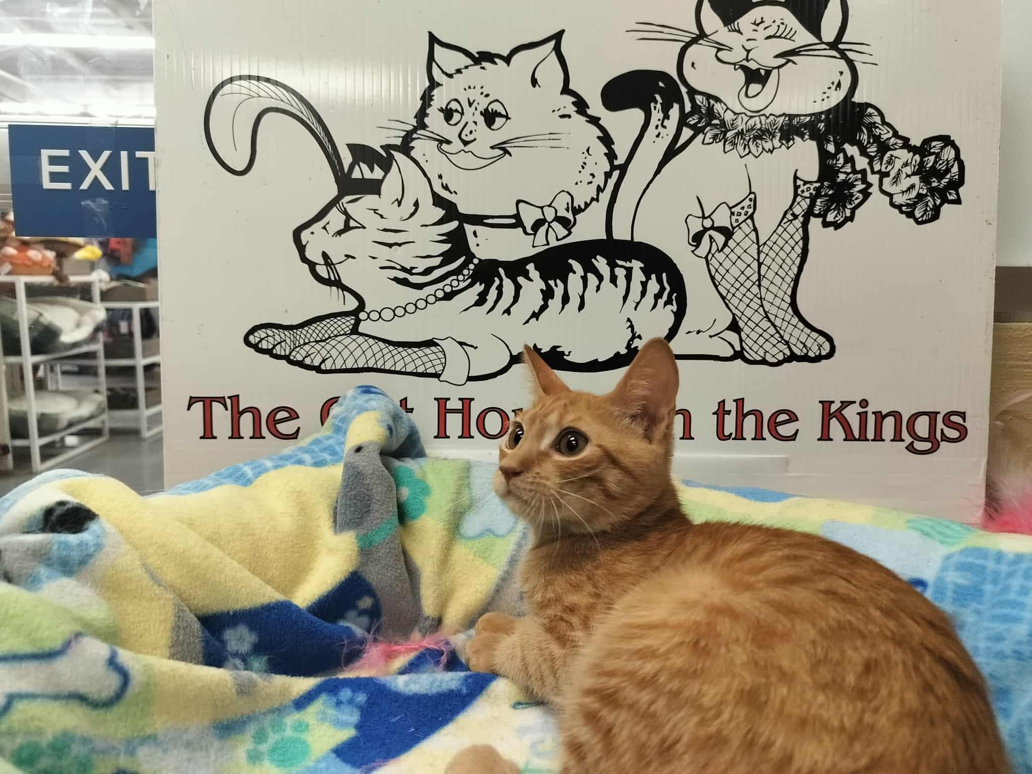 Goldie — thumbnail 5