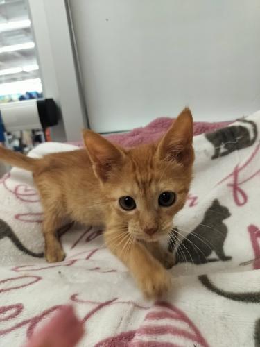 Goldie — thumbnail 6